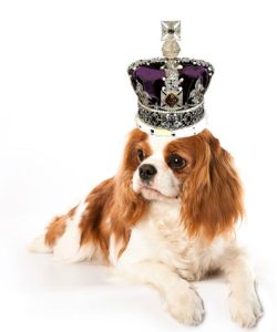 Cavalier-King-Charles-Spaniel-Image-lying-down-with-crown